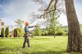 Best Tree Removal  in American Falls, ID
