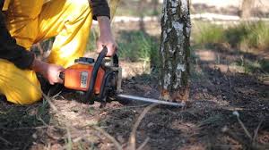 Best Tree Health Inspection  in American Falls, ID