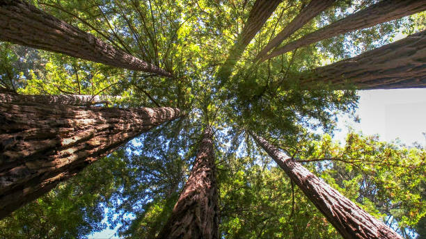 Best Tree Preservation Services  in American Falls, ID