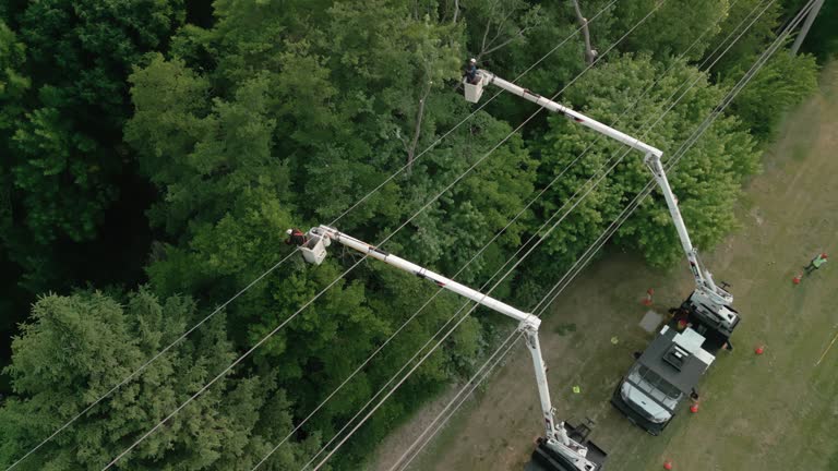 How Our Tree Care Process Works  in  American Falls, ID