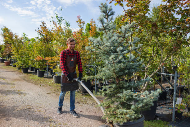 Best Pest Control for Lawns  in American Falls, ID
