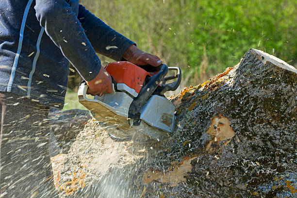 Best Soil Testing and Treatment  in American Falls, ID
