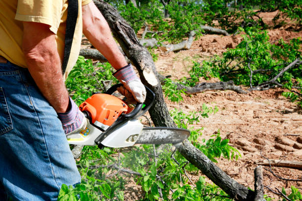 Best Tree Disease Treatment  in American Falls, ID
