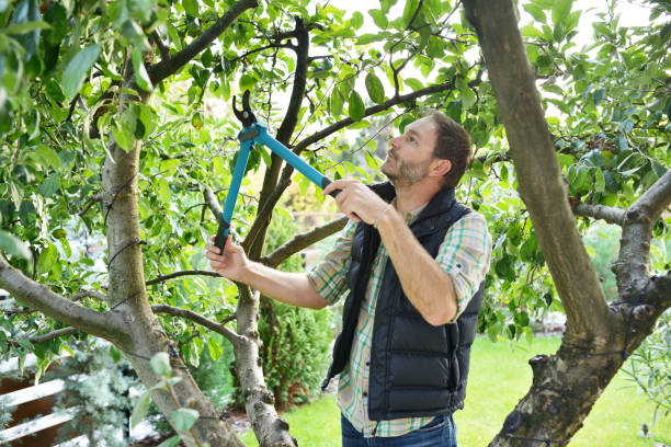 Best Tree Trimming and Pruning  in American Falls, ID